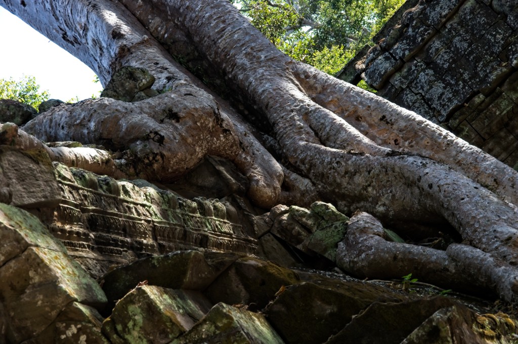 Fig tree in Angkor Wat