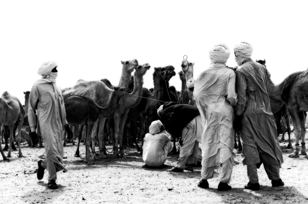 pastoralism and salt caravans in the Ennedi maasif and the central Chadian plains